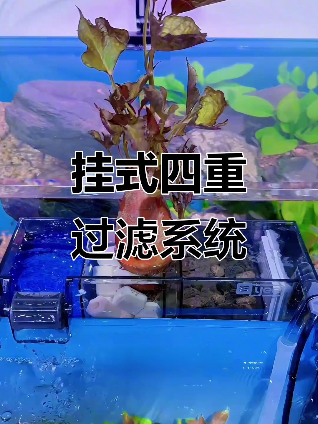 小巧高效过滤器,让鱼缸水质更清新