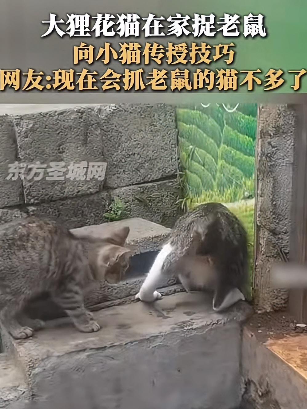 吃火锅 麻辣烫 肥牛饭 少不了这肥牛卷,肴老板家的澳洲原切肥牛卷品质好 价格还合适 火锅 