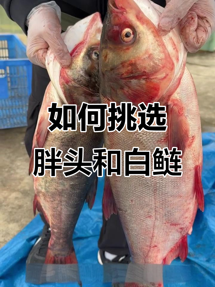 胖头鱼与白鲢鱼的口感和做法大不同,选哪种更合适?