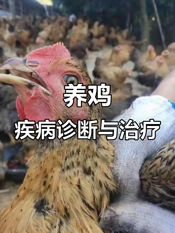 鸡病防治全攻略:从脚爪到肝脏的常见问题与治疗方案