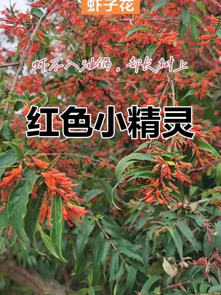 4月赏虾子花,红色小精灵美丽药用并存