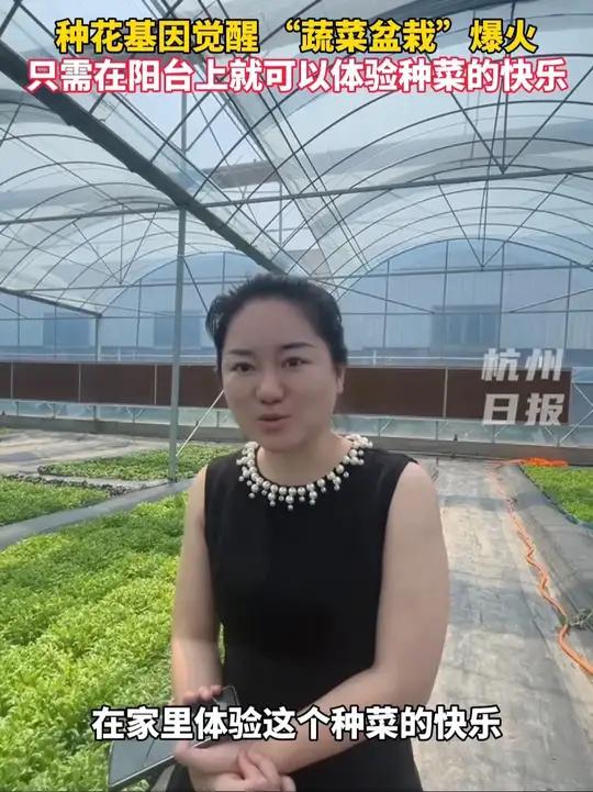 “蔬菜盆栽”在年轻人中爆火,只需在家就可以体验种菜的快乐,实现蔬菜自由