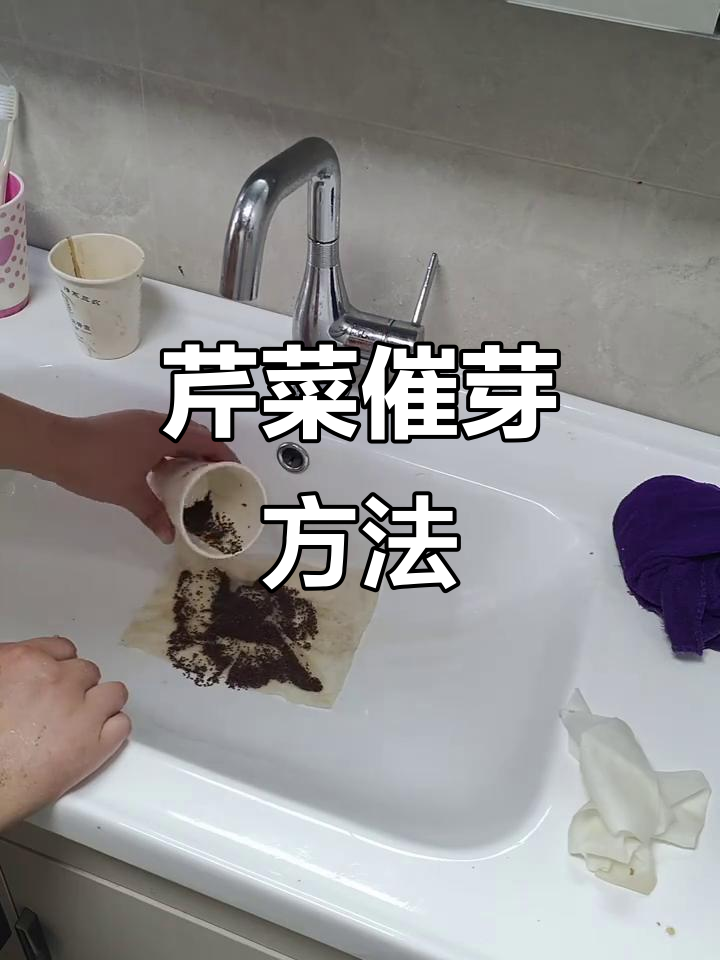 芹菜种子催芽技巧,快速出苗有妙招