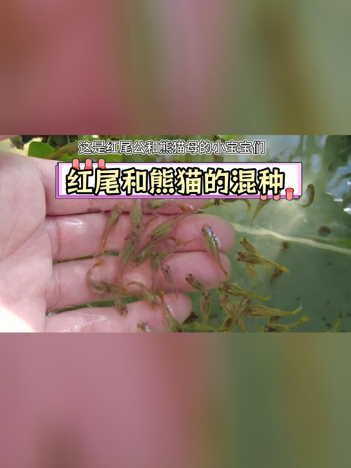 熊猫与红尾孔雀鱼杂交实验,新一批小宝宝成长中
