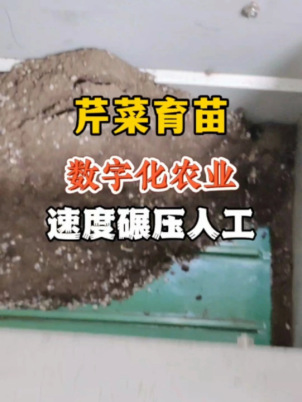 芹菜穴盘播种机