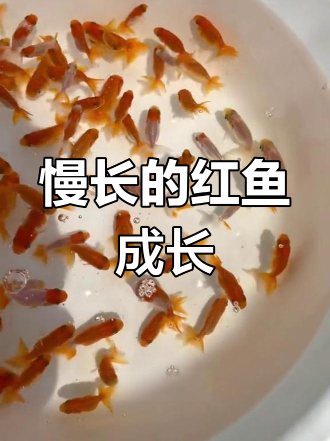 红鱼野生长缓慢,但色彩鲜艳