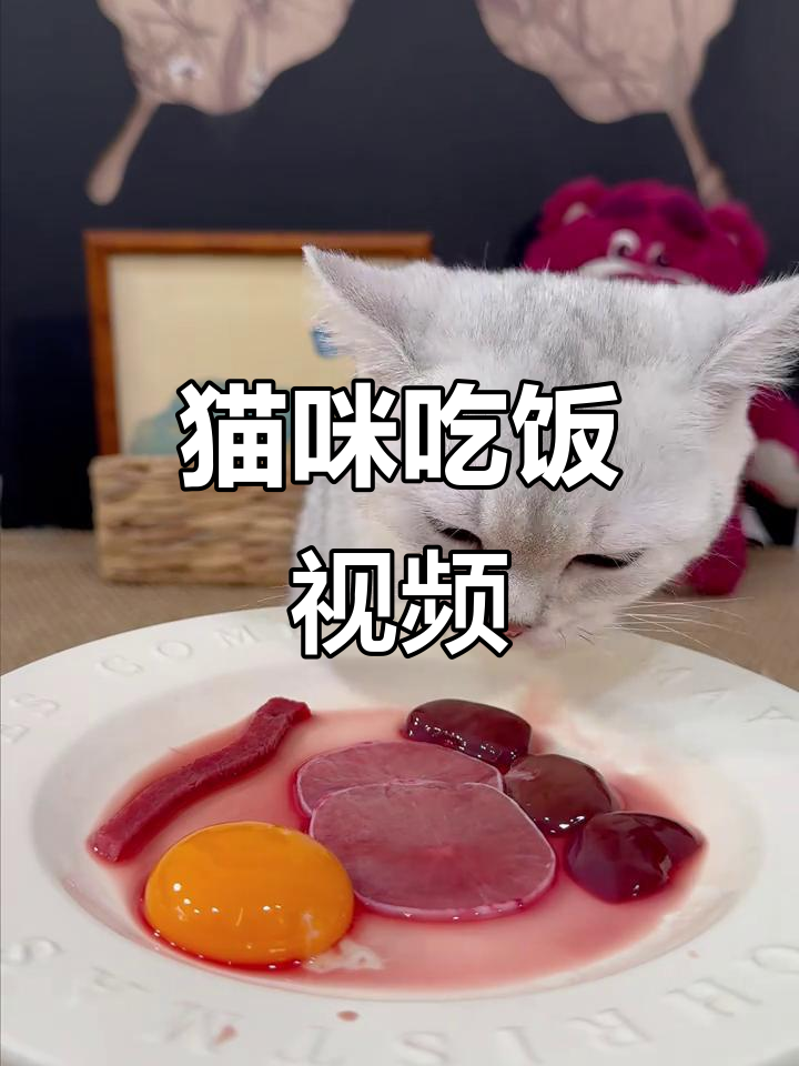 小猫干饭超积极,吃肉拼盘大快朵颐