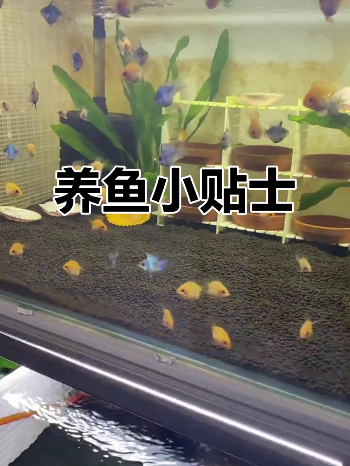 威海热带鱼养殖经验分享:金波子、蓝波子和异形鱼的养护技巧