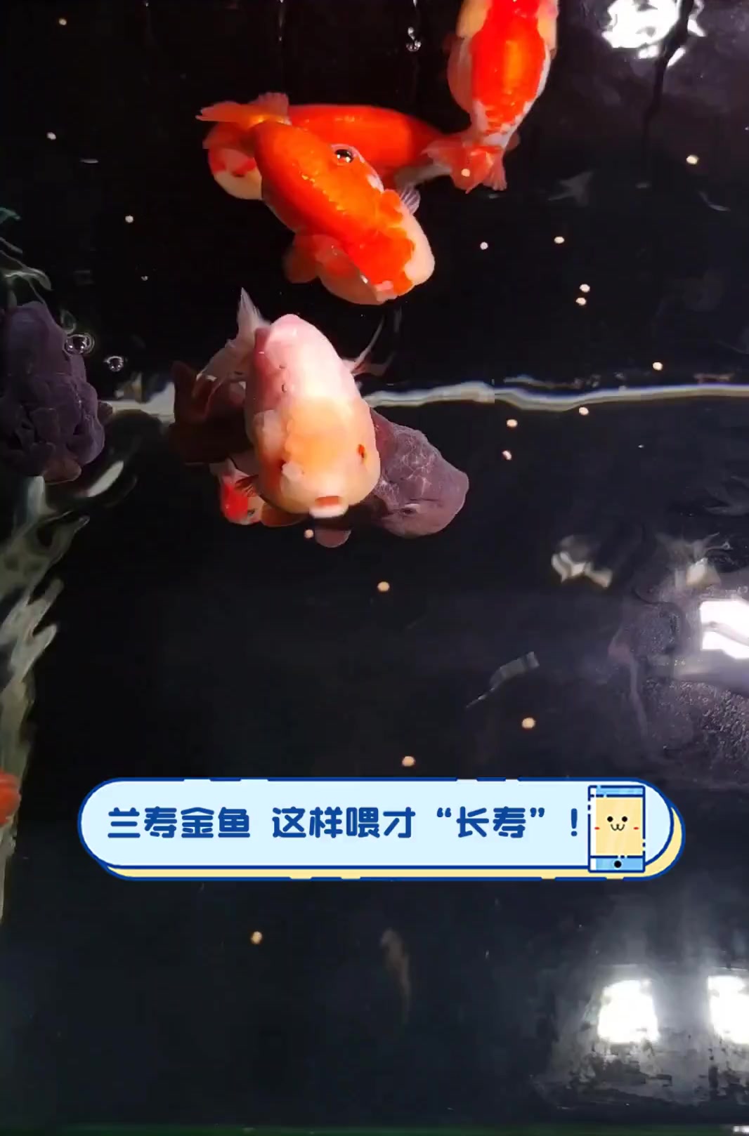 兰寿金鱼,这样喂才“长寿”!