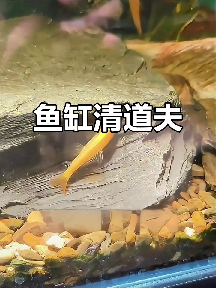 金苔鼠轻松清洁鱼缸,藻类食物一网打尽!