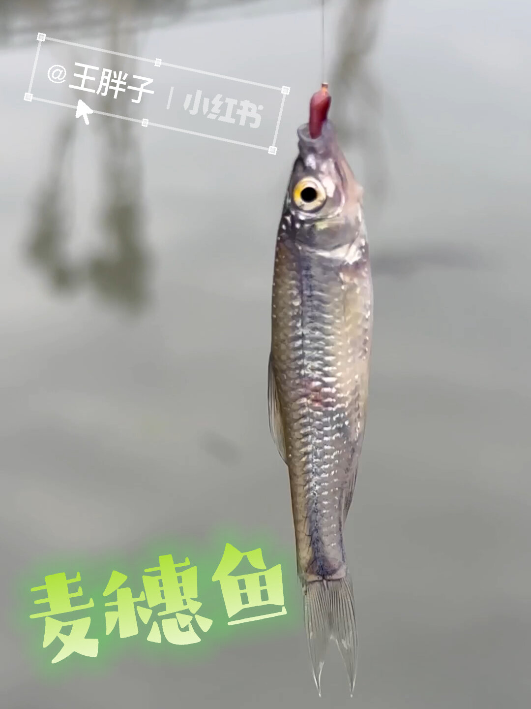 钓到麦穗鱼