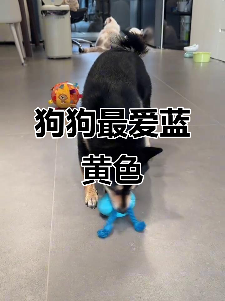 狗狗偏爱蓝黄玩具,色彩鲜明更吸引它们!