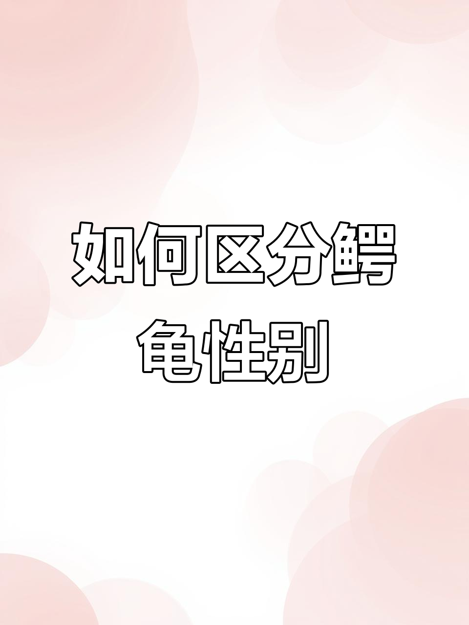 鳄龟公母分辨技巧，排气口形状一看就懂