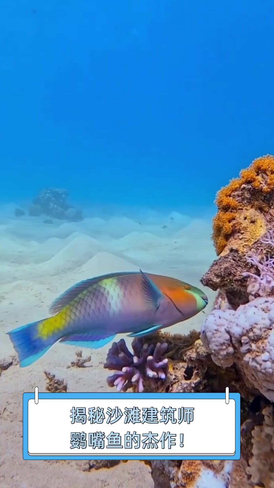 揭秘沙滩建筑师,鹦嘴鱼的杰作!