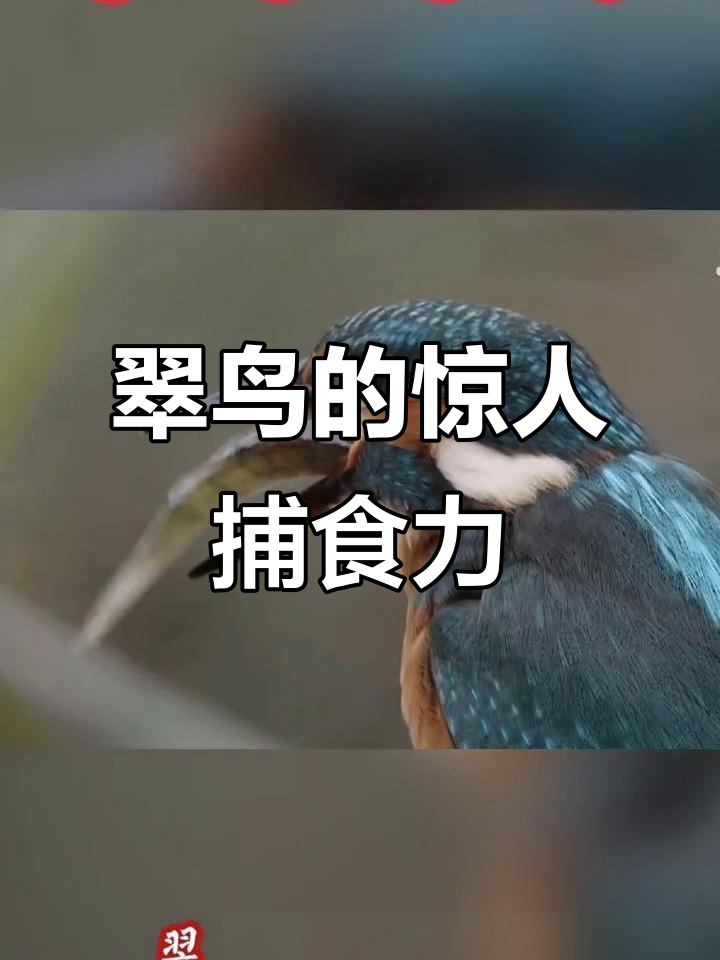翠鸟捕鱼技巧惊艳,体重轻却能捕捉大鲈鱼