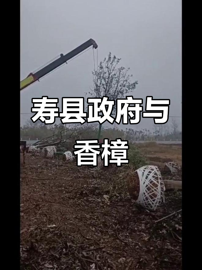 安徽淮南寿县政府大楼的香樟树,背后隐藏的故事