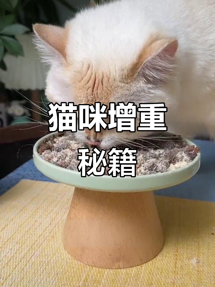 猫咪爱吃,鸡肉松拌粮营养满分,40%蛋白助力增重!