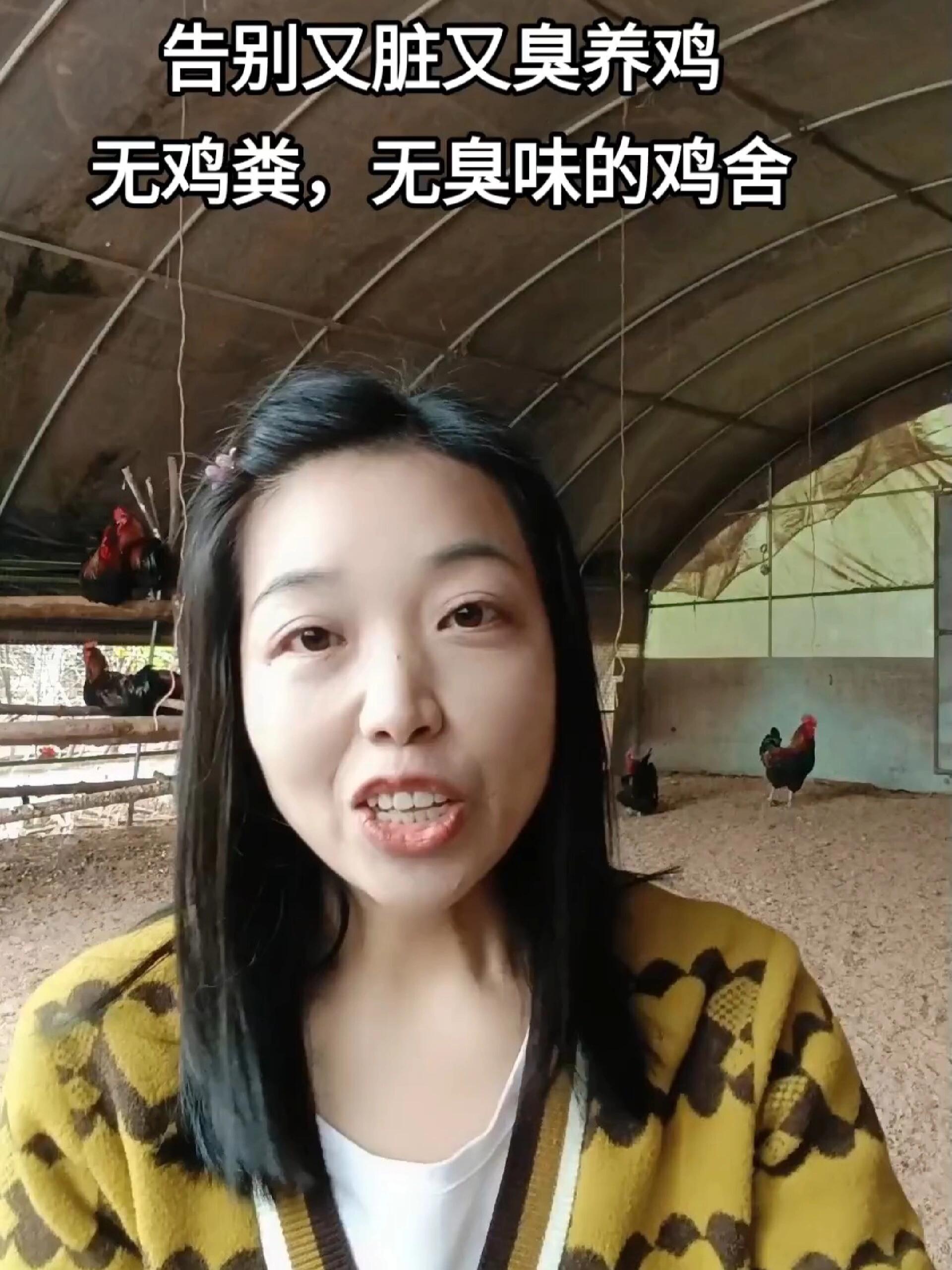 养鸡又脏又臭,视频发酵床鸡舍,告别铲鸡粪