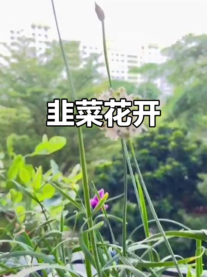 韭菜花盛开,香气扑鼻