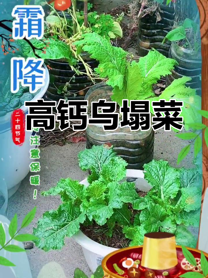 乌塌菜长势喜人,全靠浇水滋养,补钙效果杠杠的!