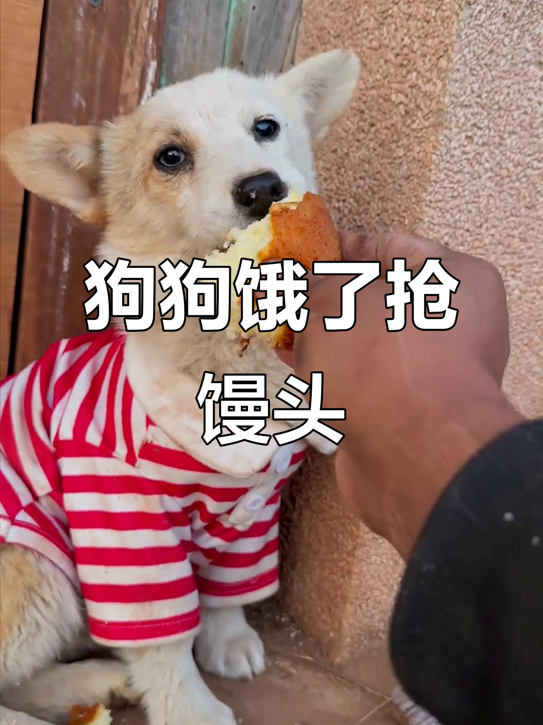 小狗饿得不行,抢走小馒头后表情超搞笑