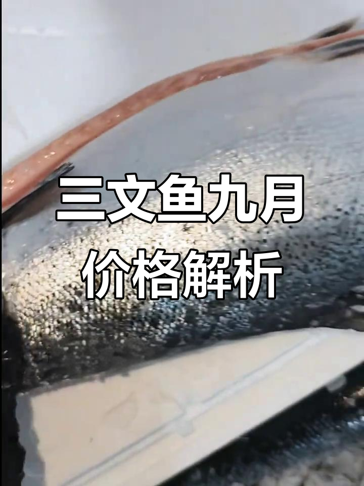 9月挪威三文鱼新行情,大鱼更值!