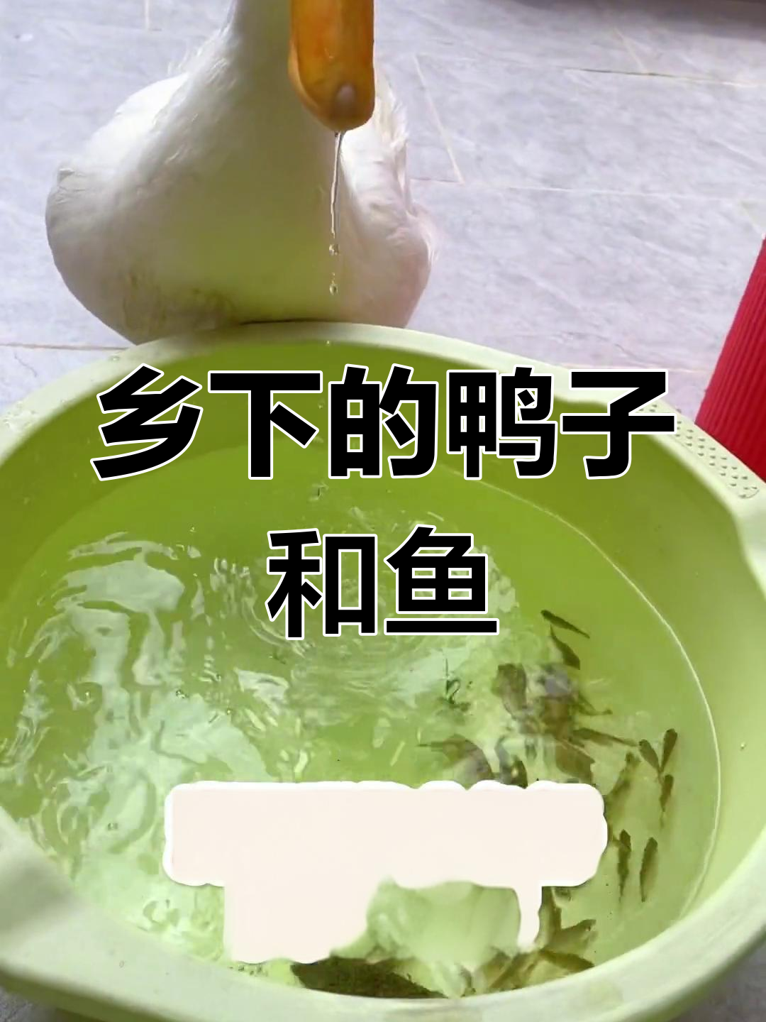 鸭子回村享美食,狐狸帮忙抓鱼