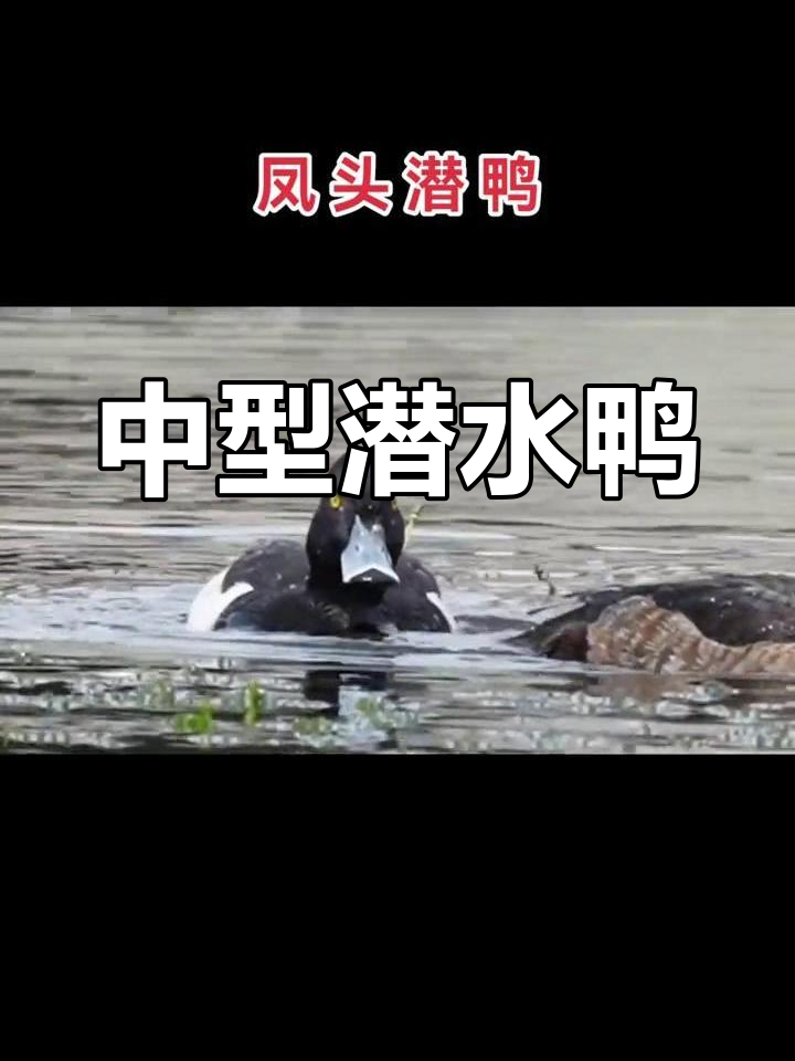 凤头潜鸭:雁形目中型游禽