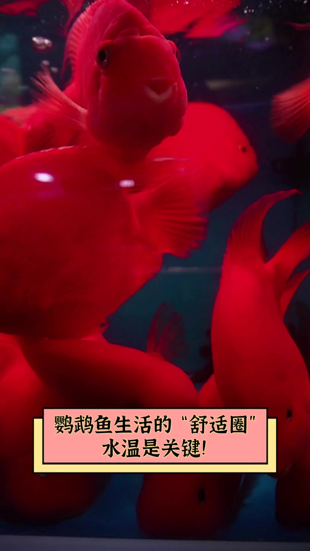 鹦鹉鱼生活的“舒适圈”,水温是关键!