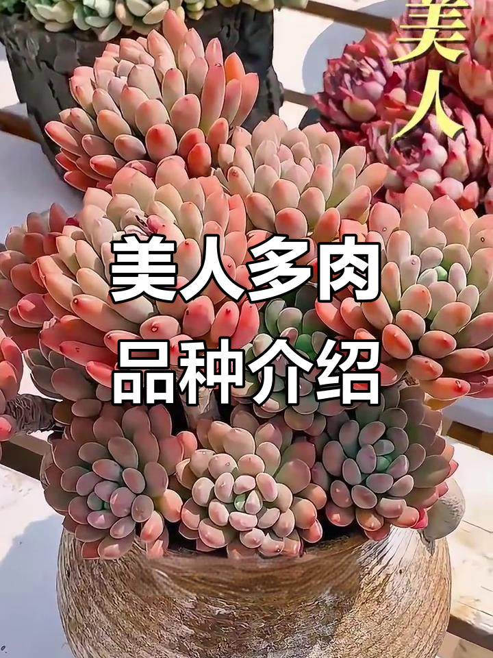 美人系列多肉大揭秘：从桃美人到雪美人的养护全攻略