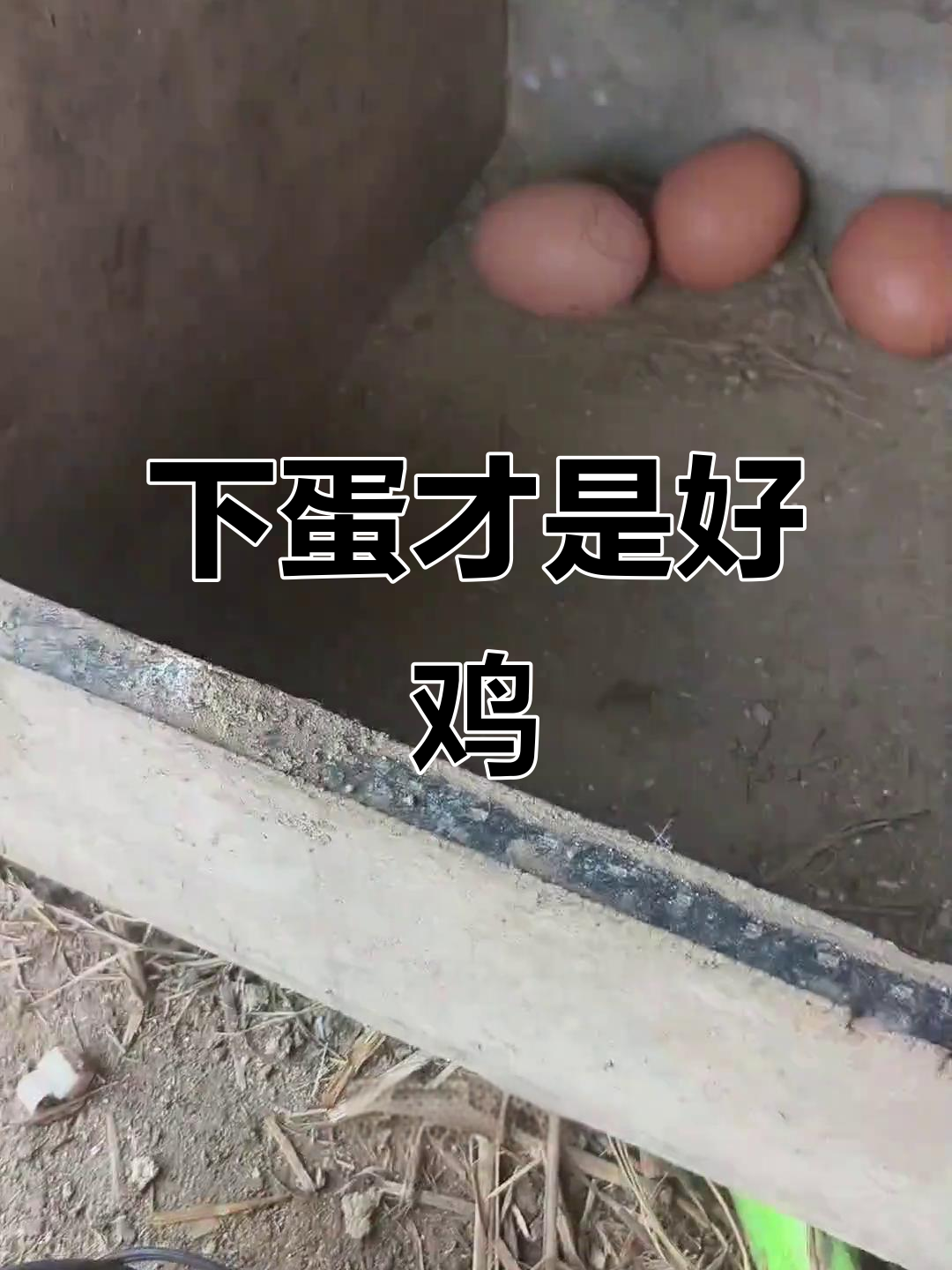 只要会下蛋,土鸡也能变产蛋王!放心吃自家养的鸡蛋