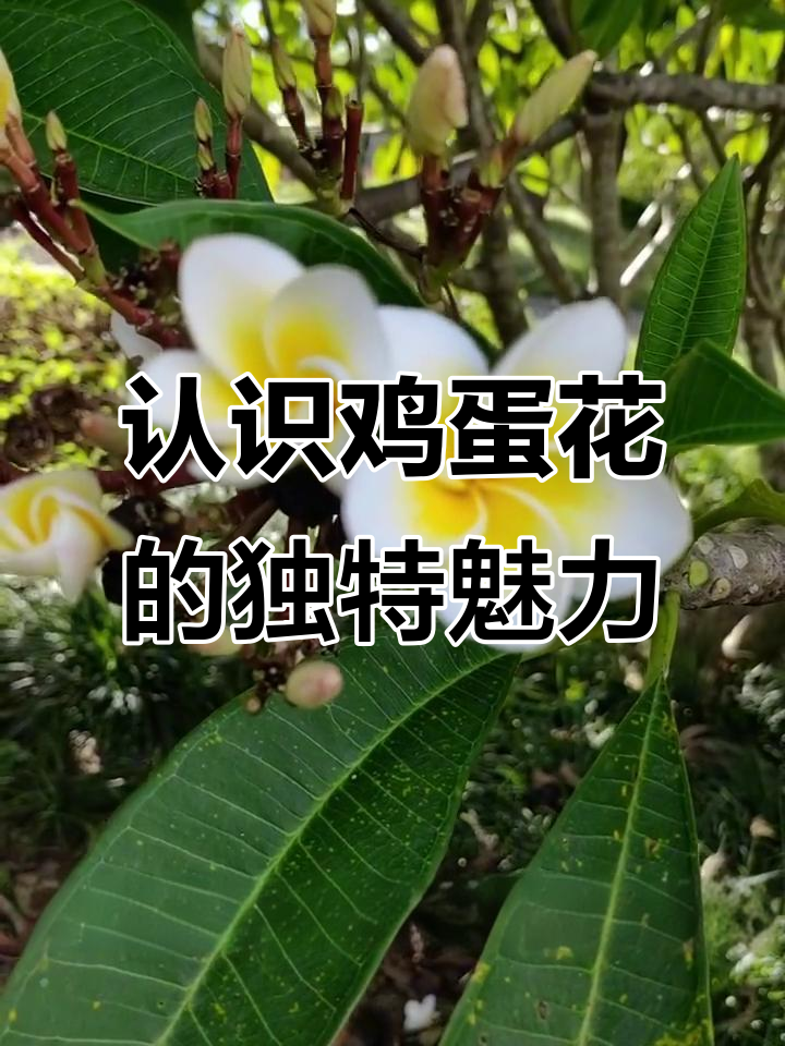 鸡蛋花：美丽又具药用价值的夏日之花