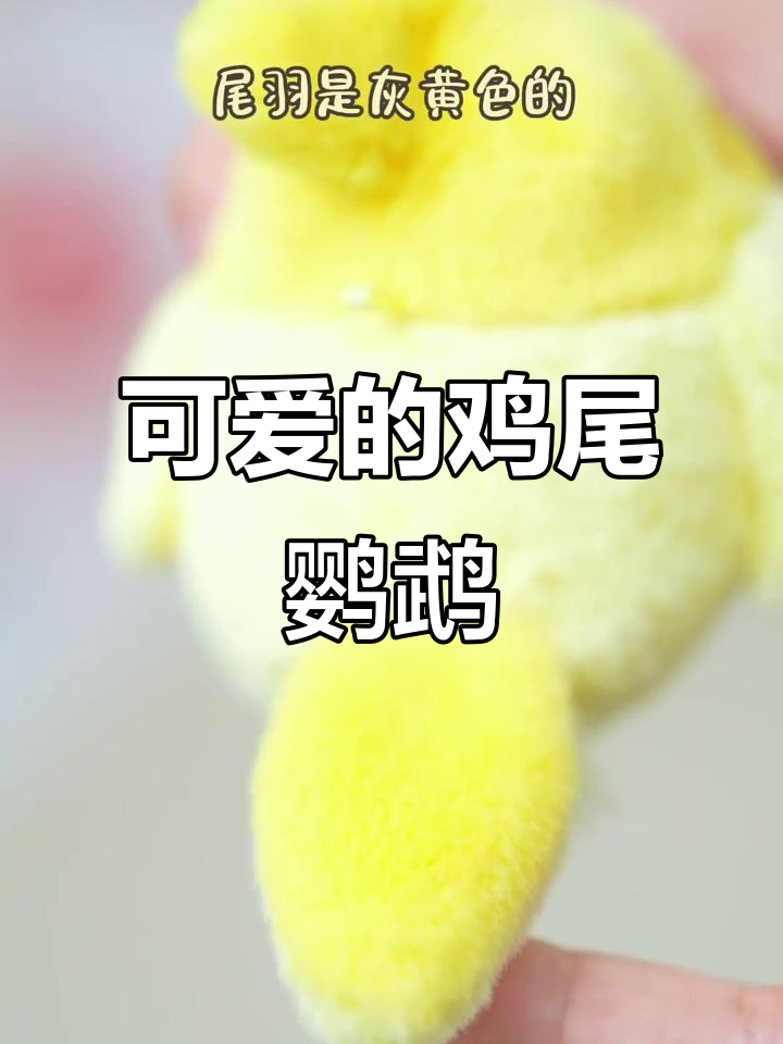 鸡尾鹦鹉:关羽般的优雅与温和,学会口哨声的可爱小鸟