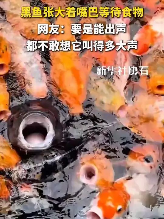 黑鱼张大着嘴巴等待食物,网友:要是能出声,都不敢想它叫得多大声!