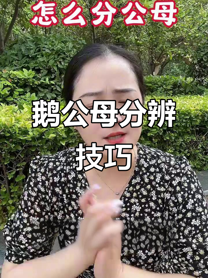 养鹅新手必看!4招轻松分辨公鹅母鹅