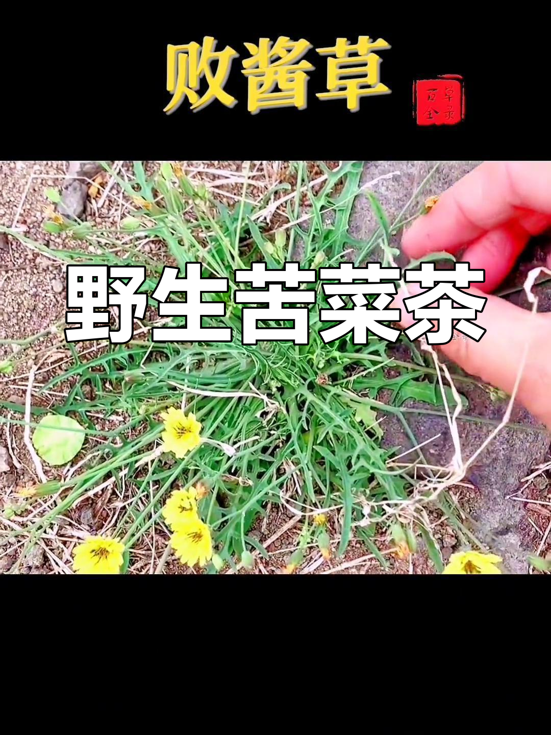 败酱草:春季野菜的秘密