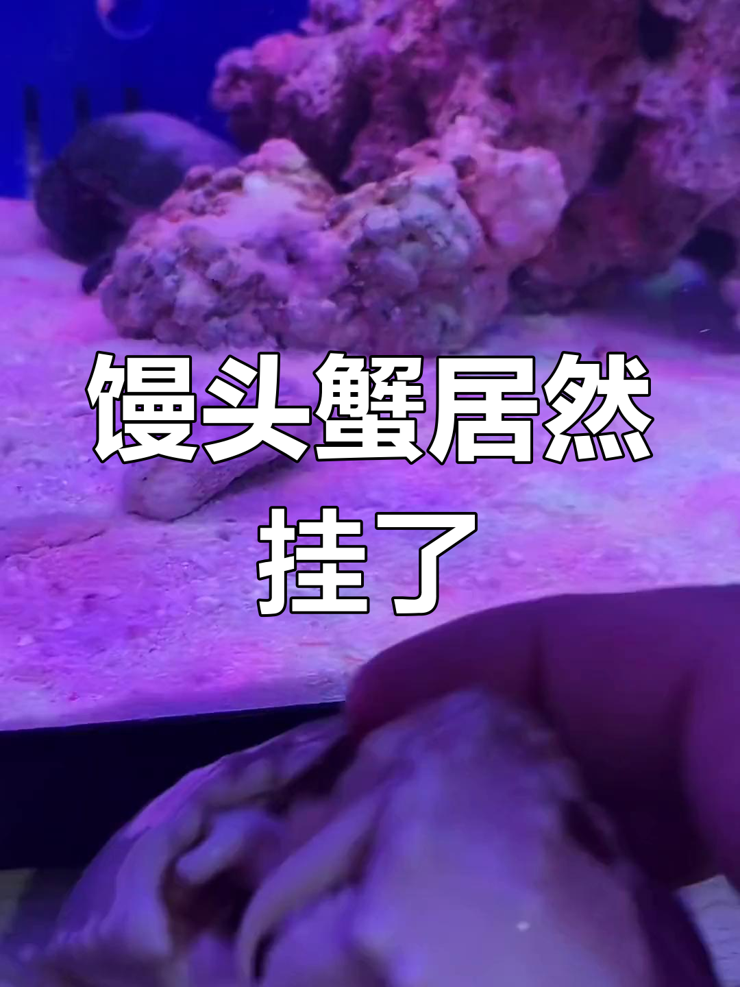 馒头蟹竟然能养死?我懵了!