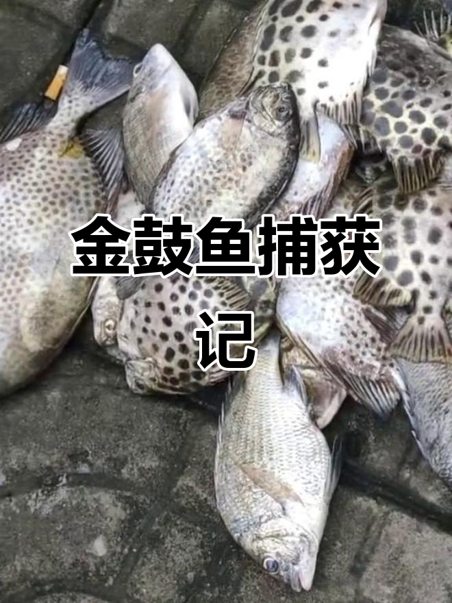 野生金鼓鱼大丰收,浙江水域的惊喜捕捞