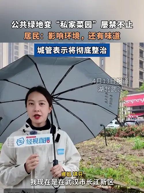 公共绿地变“私家菜园”屡禁不止,居民:影响环境,还有味道。城管表示将彻底整治