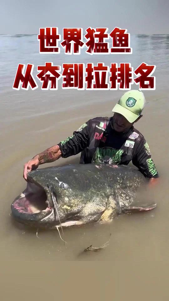 世界猛鱼从夯到拉排名