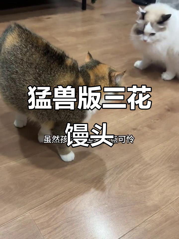 小馒头被姐姐戴围兜后炸毛，变身小恐龙超搞笑