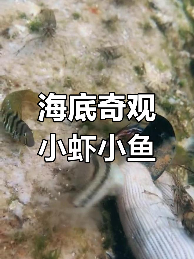 精彩海底实拍,小虾小鱼大集合