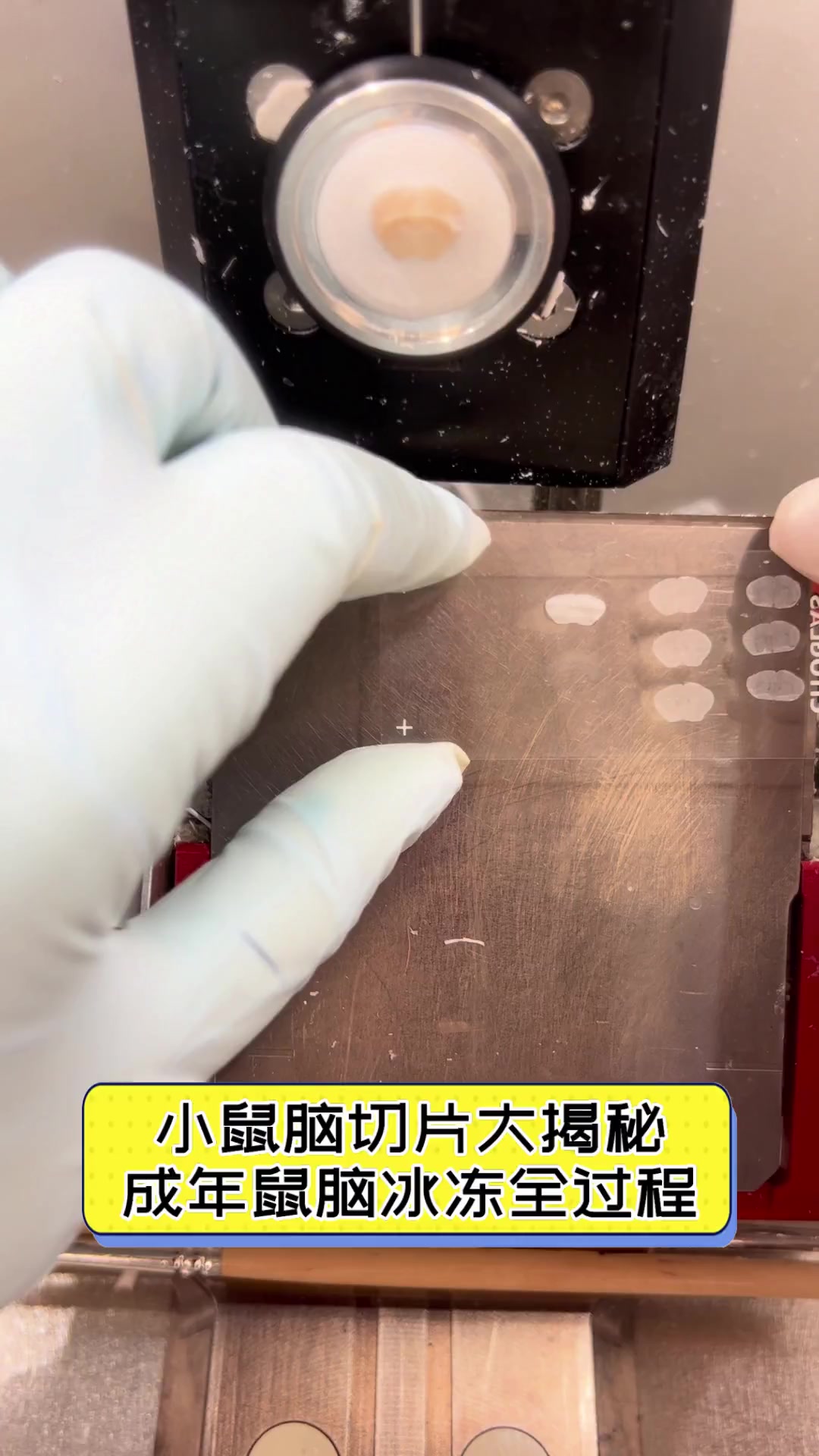 小鼠脑切片大揭秘,成年鼠脑冰冻全过程