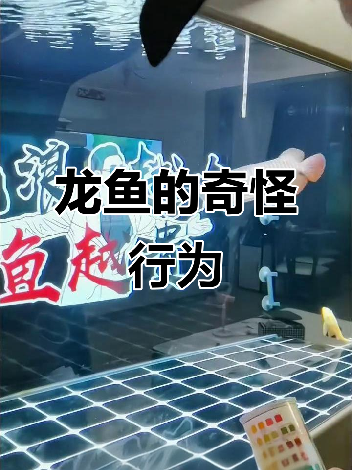 龙鱼总是懒洋洋地趴缸底,吃食时才动一动,正常吗?
