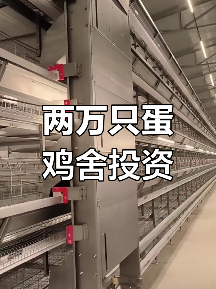 自动化蛋鸡舍投资分析:两万只规模需多少设备
