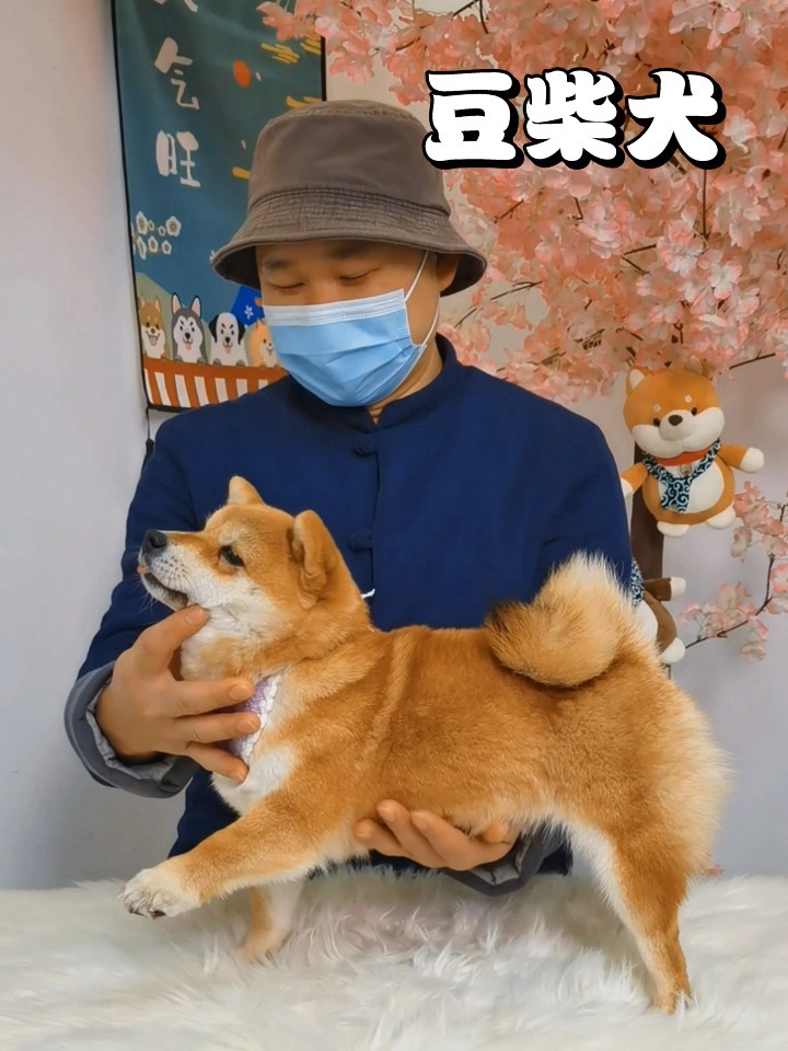 关于豆柴犬你了解多少?
