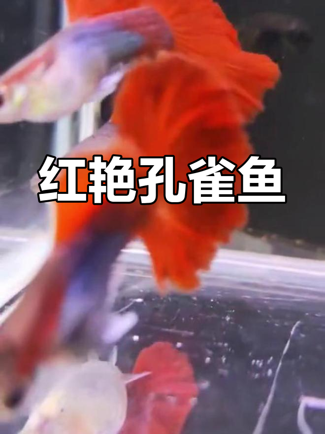 巴西红扇孔雀鱼,色彩更浓烈,比普通礼服更具魅力