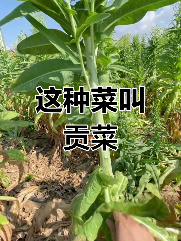 长得像莴笋的菜是什么