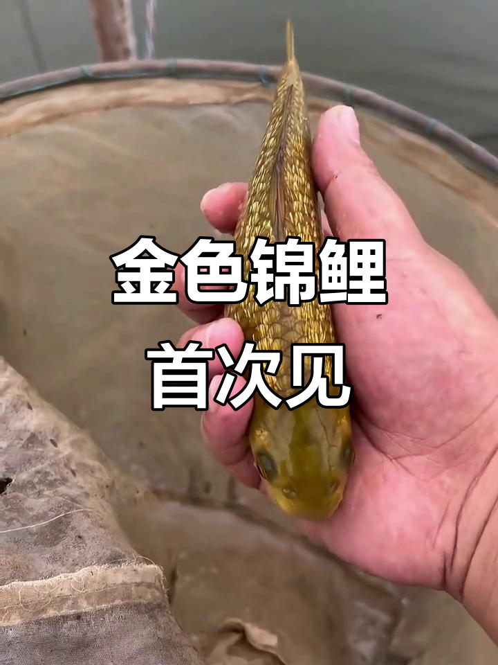 钓到金色鲤鱼,竟然是这样!