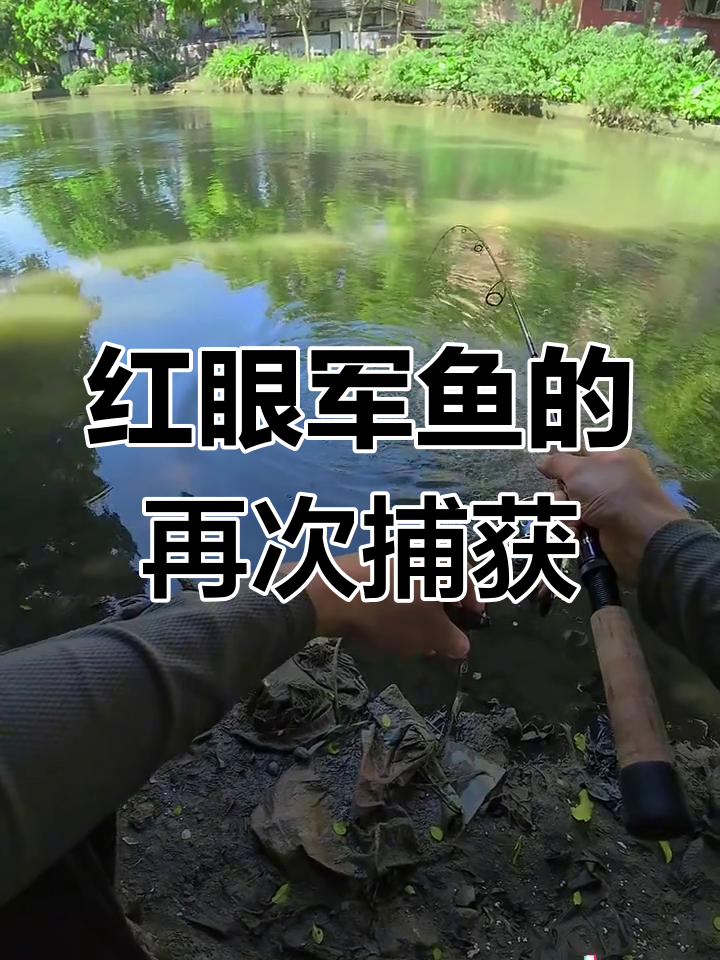 假期归来,城市溪流再获大红眼军鱼,第84条!